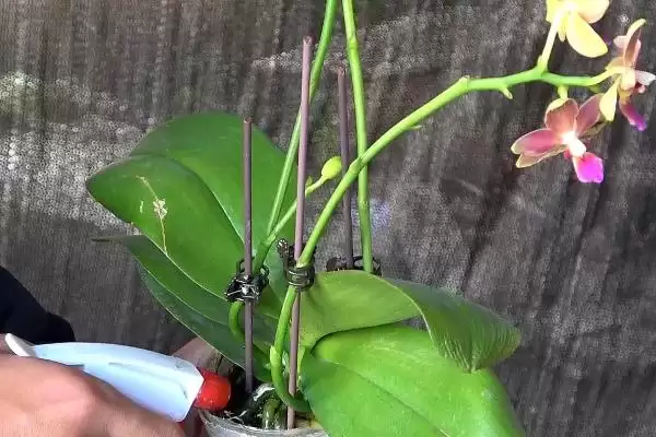 蝴蝶兰浇水方法干后浇水有啥讲究吗,蝴蝶兰的浇水方法，平时干后浇水对吗？插图3