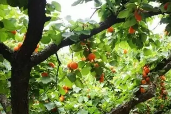家里能种杏树真的不适合种,家里能种杏树吗，不适合的原因是？插图2