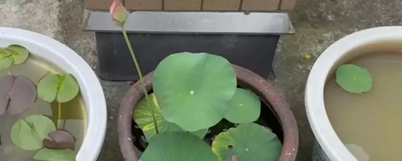 荷花种子如何进行种植呢,荷花种子可直接用塘泥进行养护种植吗-会东网