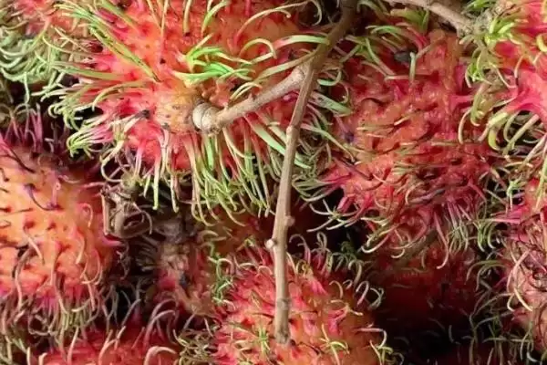 红毛丹的产地主要在哪里呢,红毛丹原产地是东南亚地区是这样吗插图1
