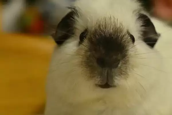 荷兰猪感染真菌会自愈吗,荷兰猪感染真菌很难自愈需要用药治疗吗插图3 荷兰猪感染真菌会自愈吗,荷兰猪感染真菌很难自愈需要用药治疗吗插图3