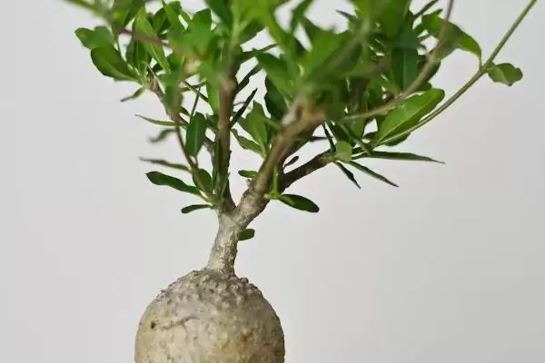 火星人植物需求喜温暖光照充足,火星人植物对生长环境的要求，是这样吗？插图1