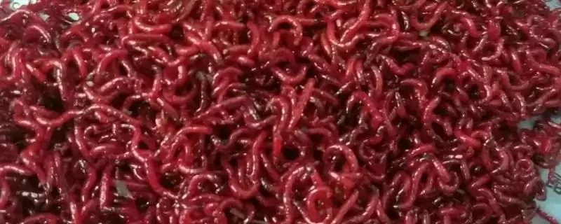 红虫是蚯蚓这种说法对吗,红虫和蚯蚓二者不是同一物种是真的吗插图 红虫是蚯蚓这种说法对吗,红虫和蚯蚓二者不是同一物种是真的吗插图
