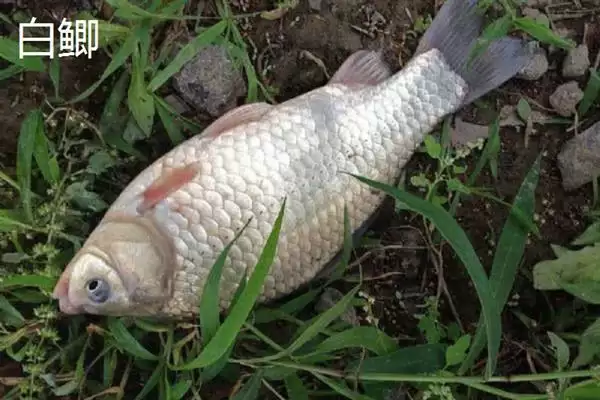 鲫鱼品种介绍土鲫高背鲫常见,鲫鱼的品种介绍，常见品种有这些？插图3
