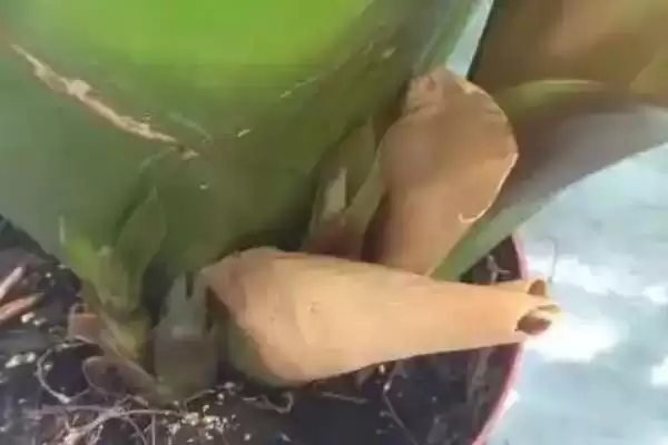 鸿运当头无根能不能存活呢,鸿运当头没有根的情况下也是可以存活的吗插图5