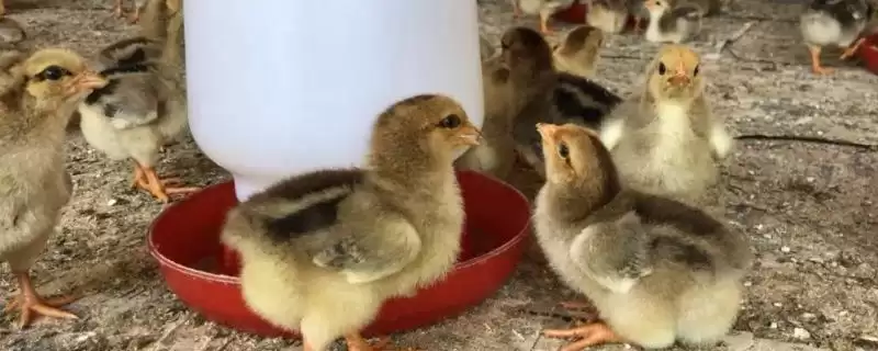 鸡不喝水原因环境低温所致,鸡为什么不喝水,是这个原因造成?插图 鸡不喝水原因环境低温所致,鸡为什么不喝水,是这个原因造成?插图