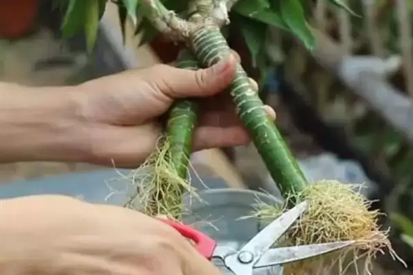 富贵竹修剪方法技巧 ,富贵竹的修剪有哪些方法和要插图3 富贵竹修剪方法技巧 ,富贵竹的修剪有哪些方法和要插图3