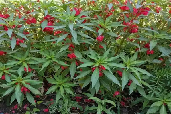 凤仙花花语寓意 ,凤仙花的花语有什么含义和寓插图5