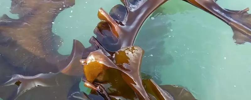 福建海带产地位置 ,福建海带的产地主要在哪些地-会东网