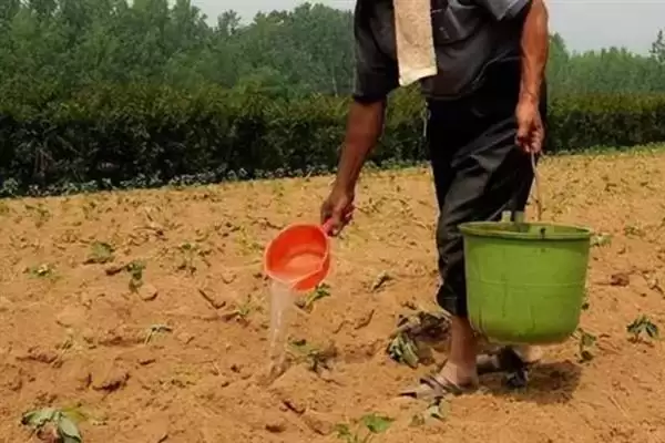 红薯地下害虫如何防治好呢,红薯地下害虫常见为地老虎等如何防治呢插图3