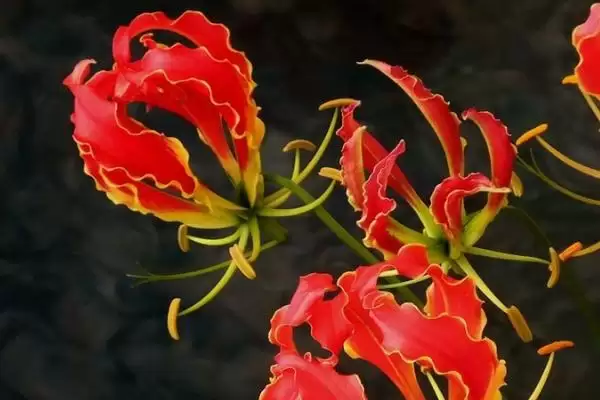 嘉兰花语寓意花语真是荣光,嘉兰的花语，花语含义准确吗？插图2