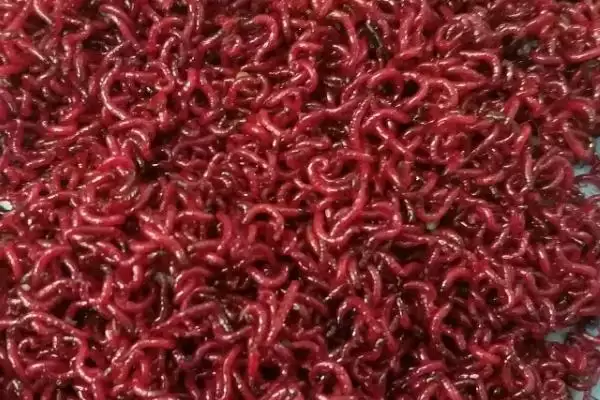 红虫保存温度是多少合适呢,红虫保存的最佳温度是0-5℃这个范围吗插图1