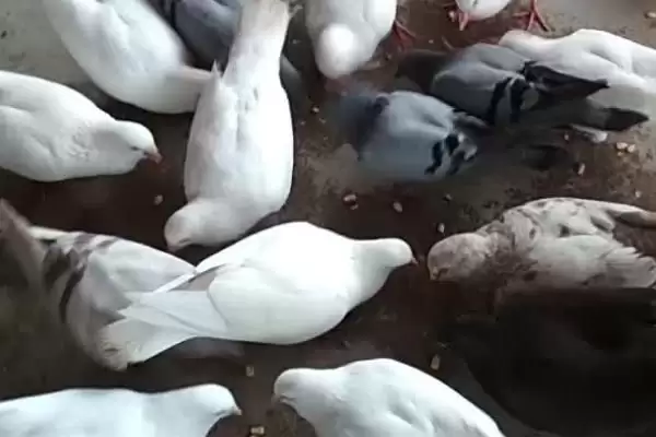 鸽子晚上视力情况问题 ,鸽子在晚上能看见东西吗，能看多插图3