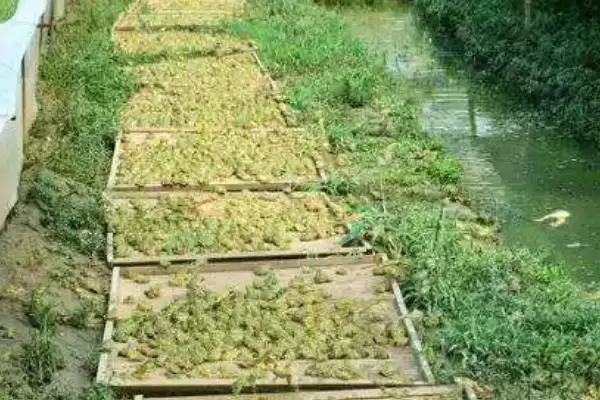 黑斑蛙怎么进行养殖好呢,黑斑蛙先喂鲜活诱饵再过渡到人工饲料养殖吗插图3