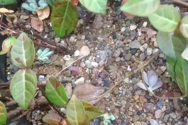 花叶络石养护9-10月追肥磷钾,花叶络石日常养护方法，追肥时间对吗？插图3