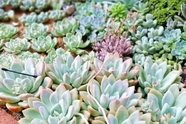 多肉的种植方法步骤,多肉的种植方法有哪些具体的步骤插图3