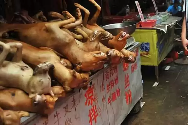 狗肉节是个怎样的节日,狗肉节就是吃狗肉的节日吗插图1