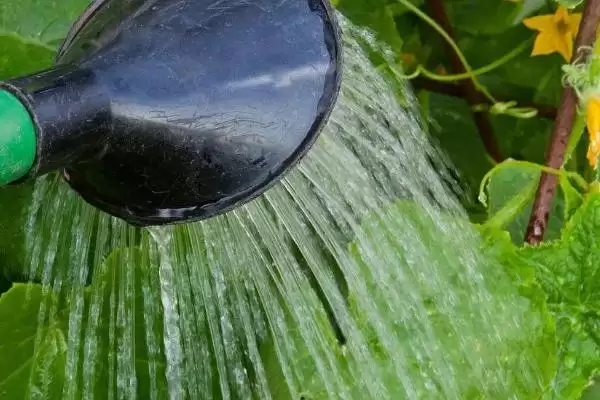 黄瓜正确浇水方法策略 ,黄瓜不同生长阶段怎样正确浇水插图1