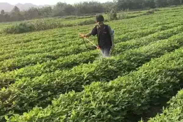 花生病虫害防治中后期咋防不同病害,花生中后期病虫害如何防治，方法有效？插图3
