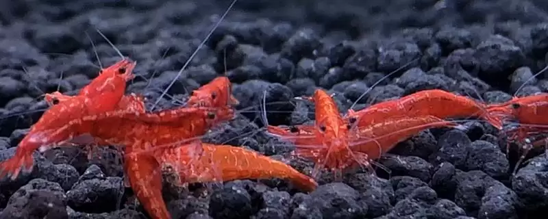 观赏虾应该怎样进行养殖,观赏虾养殖选酸碱度5-8的水源合适吗-会东网
