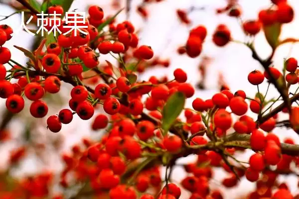 火棘果吃法问直接生吃就行,火棘果怎么吃，这种吃法可以吗？插图2