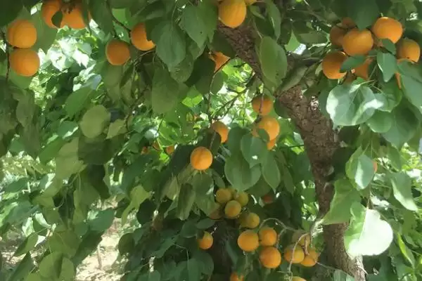 家里能种杏树真的不适合种,家里能种杏树吗，不适合的原因是？插图1