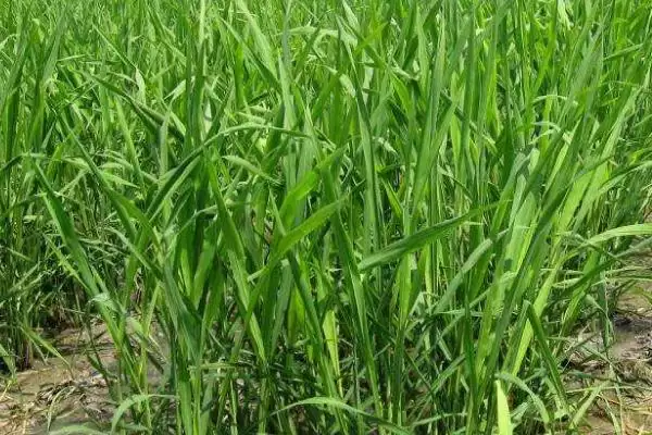 菰米的种植前景怎么样呢,菰米种植前景因地而异需谨慎种植吗插图1