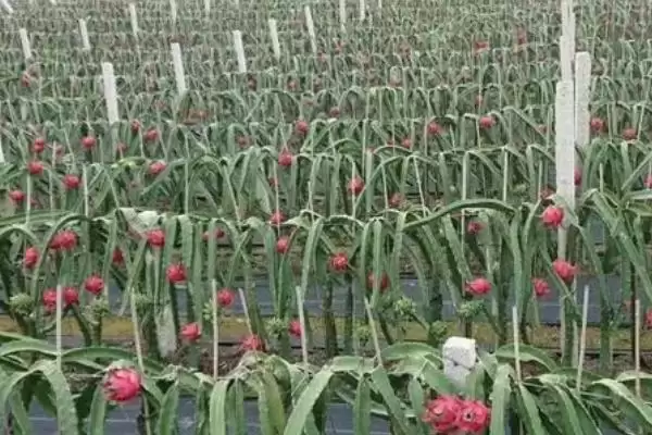 火龙果病虫害农业化学能防,火龙果病虫害防治方法，两种方法有效？插图2