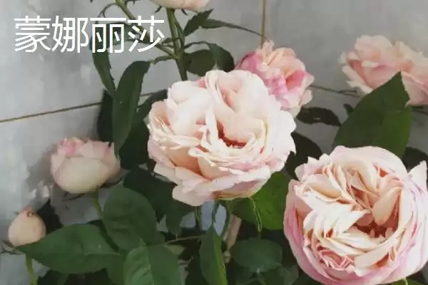 好养活的月季花有哪些品种,红双喜等是好养活的月季花品种吗插图10 好养活的月季花有哪些品种,红双喜等是好养活的月季花品种吗插图10