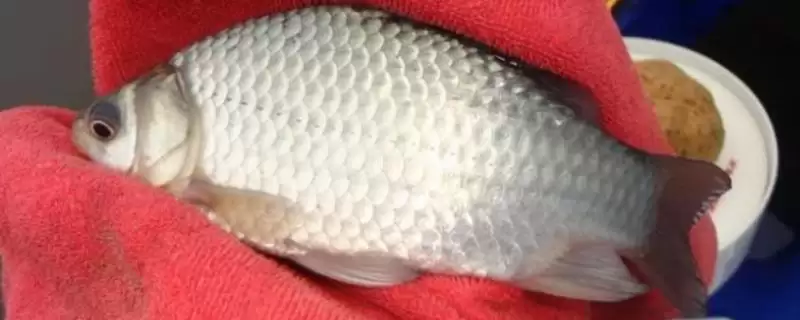 黑坑工程鲫用什么味型小药,黑坑钓工程鲫的小药味型需根据温度决定吗-会东网