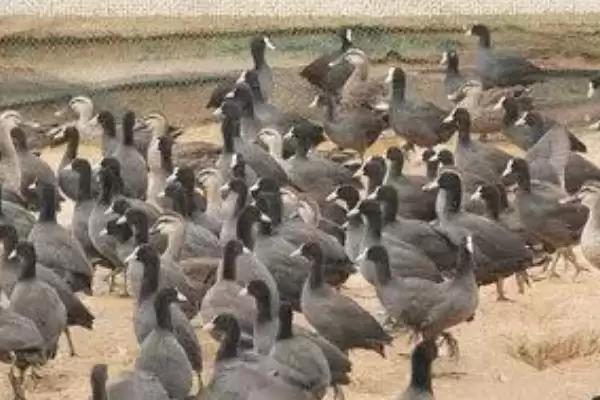 黑水鸡的养殖方法是什么呢,黑水鸡养殖先选宽阔湖地或河流场地吗插图2