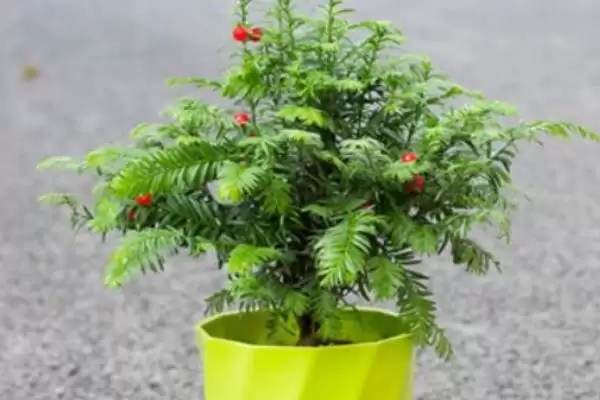 红豆杉的盆景养殖方法是啥,红豆杉盆景用稍大花盆种植来养殖吗插图2