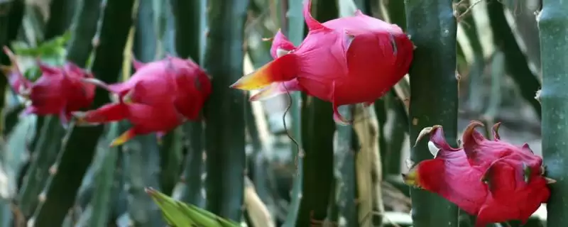 火龙果结果问剪枝不是唯一条件,火龙果要剪枝才能结果么，还有啥因素？-会东网