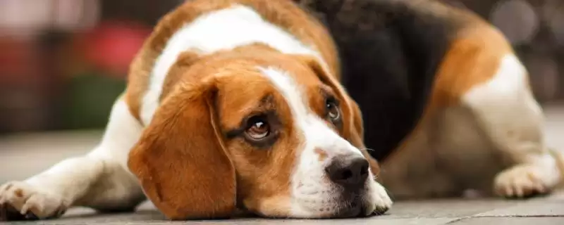 狗狗糖尿病如何控制好,狗狗糖尿病需定期测血糖并注射胰岛素吗-会东网