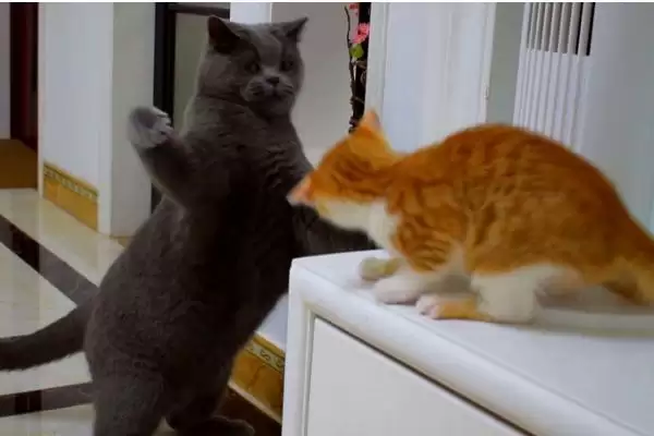 公猫打架处理方法措施 ,公猫打架应该怎么进行处理插图1