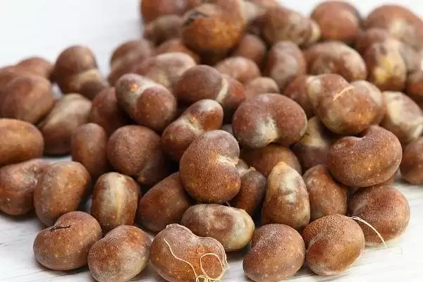 猴面包树的种植方法是什么,猴面包树种植前需对种子进行催芽吗插图1 猴面包树的种植方法是什么,猴面包树种植前需对种子进行催芽吗插图1