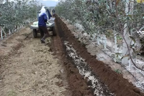 果树施肥有哪些实用技巧呢,果树施肥应根据树龄来合理进行吗插图4 果树施肥有哪些实用技巧呢,果树施肥应根据树龄来合理进行吗插图4