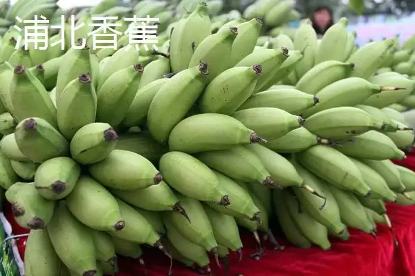 广西浦北县的特产有哪些呢,广西浦北县有“世界长寿之乡”称号有啥特产插图3