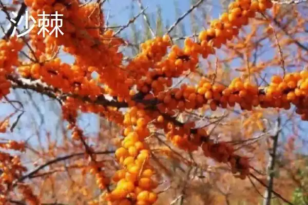 火棘果吃法问直接生吃就行,火棘果怎么吃，这种吃法可以吗？插图3