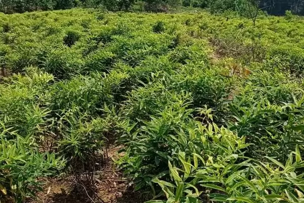 黄精鲜货产量亩产3000-4000斤,黄精鲜货亩产多少斤，产量是这个数？插图3