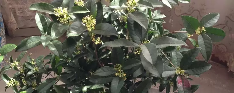 桂花能不能放在卧室里面,桂花植株无毒放在卧室里是可以的吗插图 桂花能不能放在卧室里面,桂花植株无毒放在卧室里是可以的吗插图
