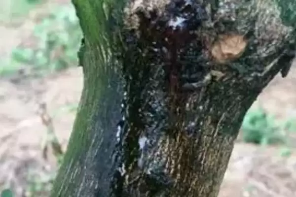 柑橘流胶病防治方法 ,柑橘流胶病该如何进行防治插图1