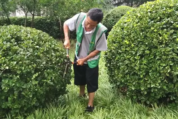 冬青树的价格影响因素,冬青树的价格受哪些因素条件的影响插图9 冬青树的价格影响因素,冬青树的价格受哪些因素条件的影响插图9