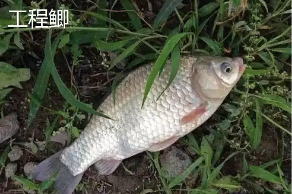 鲫鱼品种介绍土鲫高背鲫常见,鲫鱼的品种介绍，常见品种有这些？插图4