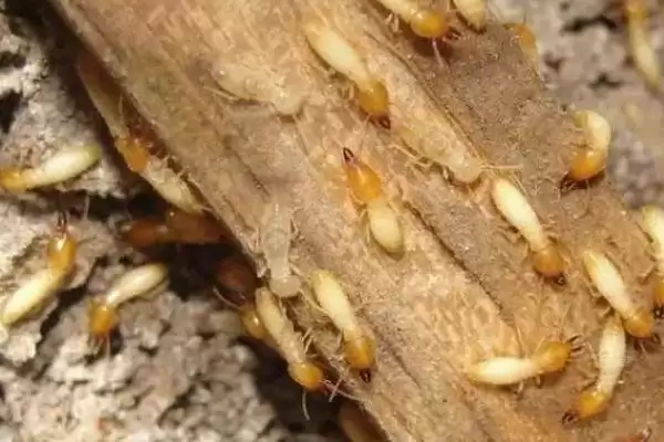 甘蔗白蚁为害情况 ,甘蔗遭受白蚁为害有哪些具体情况插图1