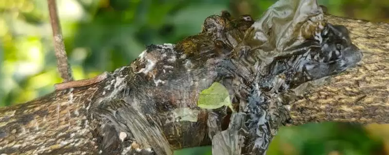 柑橘流胶病防治方法 ,柑橘流胶病该如何进行防治-会东网