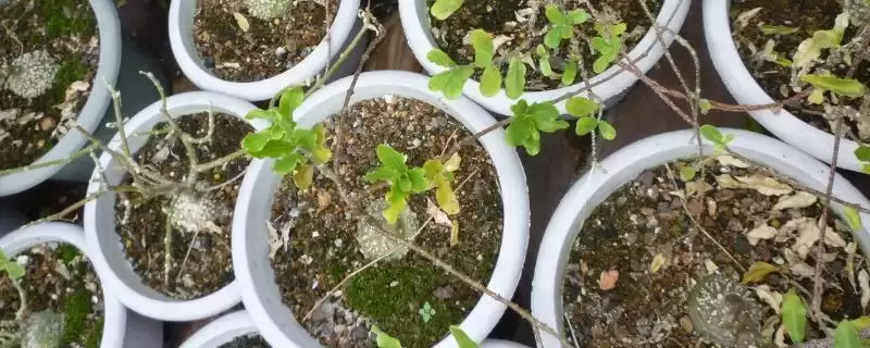 火星人植物需求喜温暖光照充足,火星人植物对生长环境的要求，是这样吗？-会东网