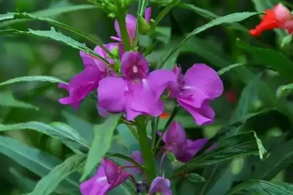 凤仙花花语寓意 ,凤仙花的花语有什么含义和寓插图4