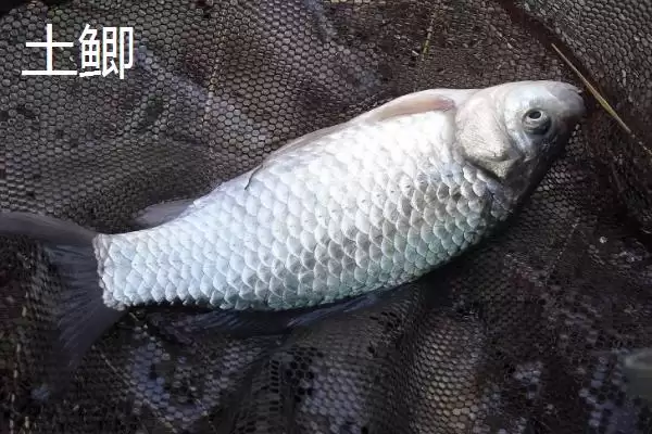 黑坑工程鲫用什么味型小药,黑坑钓工程鲫的小药味型需根据温度决定吗插图4