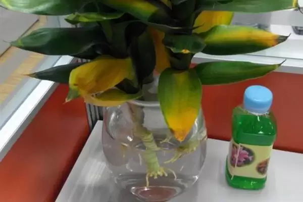 富贵竹修剪方法技巧 ,富贵竹的修剪有哪些方法和要插图8 富贵竹修剪方法技巧 ,富贵竹的修剪有哪些方法和要插图8